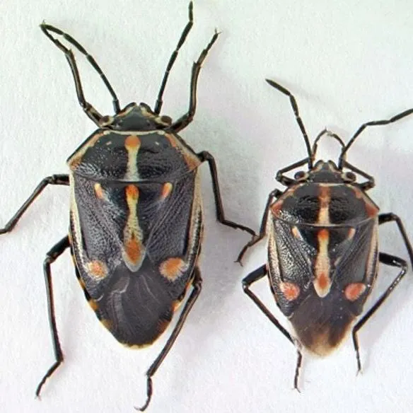 thumbnail for publication: Bagrada Bug, Painted Bug, Bagrada Hilaris (Burmeister) (Insecta: Hemiptera: Pentatomidae)